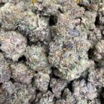 Peach Cobbler Strain Marijuana Plant