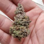 Purple Majik Bud