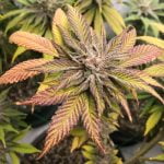 Purple Majik Marijuana Strain