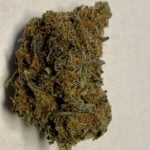 Purple Majik Strain Marijuana Plant