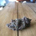 Purple Power Bud