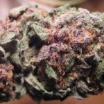 Purple Power Strain Marijuana Plant