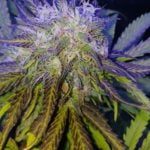 Purple Skunk Strain Marijuana Plant