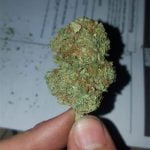 Ray Charles Bud