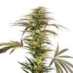 Ray Charles Marijuana Strain