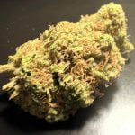 Ray Charles Strain Marijuana Plant