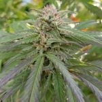 Shishkaberry Marijuana Strain