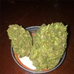 Shishkaberry Strain Marijuana Plant