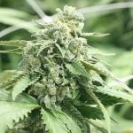 Shoreline Marijuana Strain