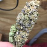 Shoreline Strain Marijuana Plant