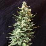 Amnesia Fast Marijuana Strain