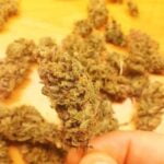 Amnesia Fast Strain Marijuana Plant