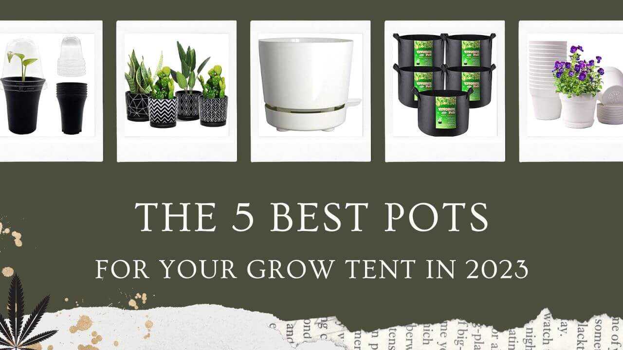 The 5 Best Pots for Your Grow Tent Featured Image