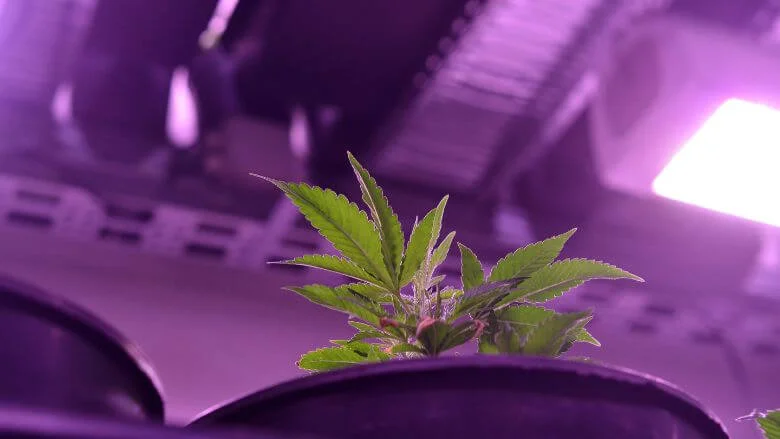 how to cool grow tent