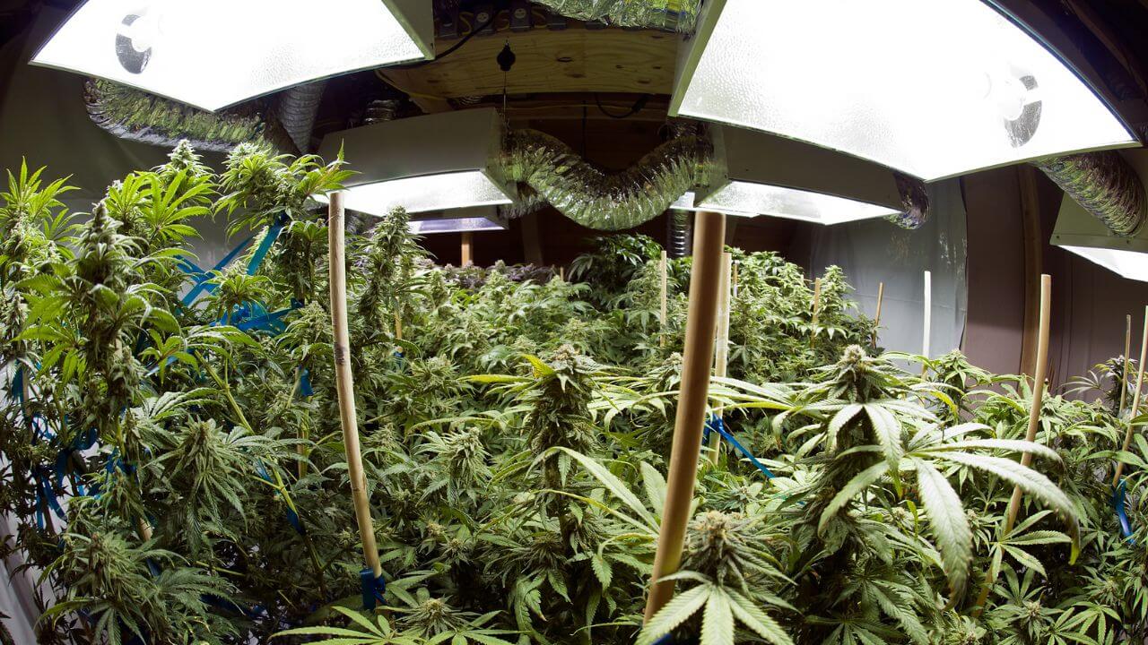 Best Reflective Materials Indoor Grow Tent Featured Image