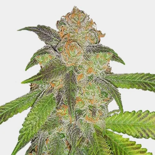 Blue Cinderella 99 Marijuana Strain