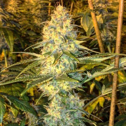 Nitro Lemon Haze Marijuana Strain