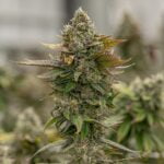 Skywalker OG Marijuana Strain