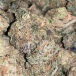 Cake Batter Strain Marijuana Plant