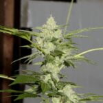 Giesel Marijuana Strain