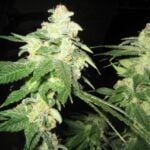 Giesel Strain Marijuana Plant