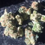 Mars OG Strain Marijuana Plant