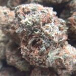 Orange Daiquiri Strain Marijuana Plant