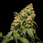 A-Dub strain