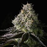 Afternoon Delight strain