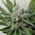 Afwreck strain