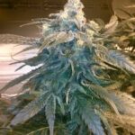 Albert Walker strain