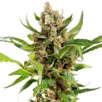 Alice in Wonderland strain