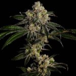 Apples and Bananas strain