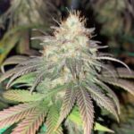 Atomic Northern Lights strain