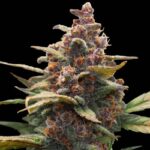 Ayahuasca Purple strain