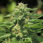 Banana Diesel strain