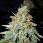 Big Buddha Cheese strain