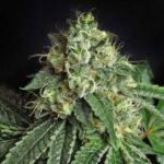 Bio-Jesus strain