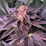 Black Cherry Cheesecake strain