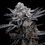 Black Cherry Gelato strain