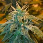 Blue Champagne strain