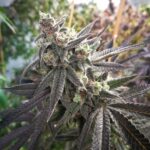 Blue Dynamite strain