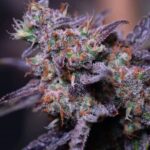 Blue Moon Rocks strain