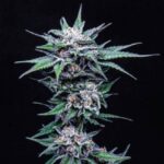 Blueberry Pancakes strain