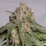 Blueberry Silvertip strain