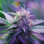 Bodhi's Charms strain