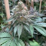 Bubblegum Gelato strain