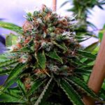 Buddha's Sister strain