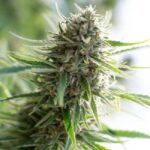 CBD Critical Mass strain