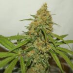 CBD Kush strain